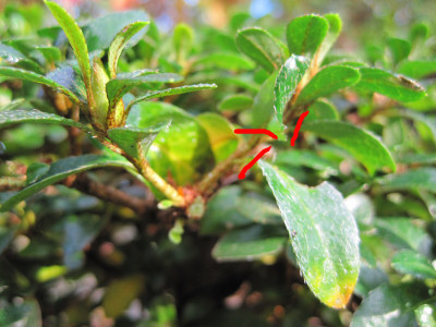 azalea bonsai leaf pruning